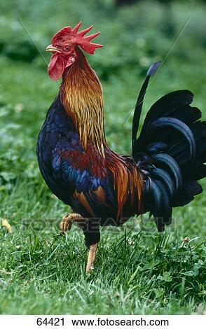 Close-up of rooster walking in field View Large Photo Image Stock Image - Close-up of rooster walking in field . Fotosearch
