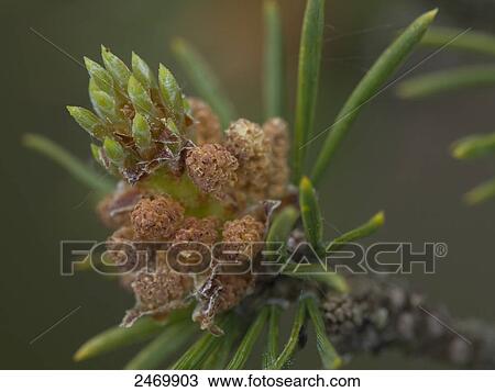 Stock Image - Close-up of Scotch pine (Pinus sylvestris) tips, Sweden . Fotosearch