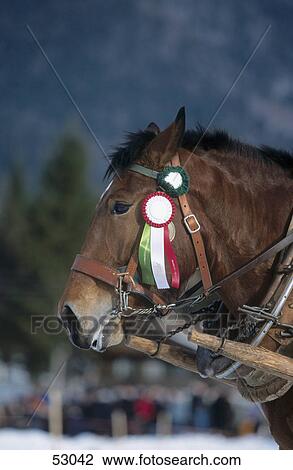 Stock Image - Close-up of sledge horse, Rottach-Egern, Bavaria, Germany . Fotosearch