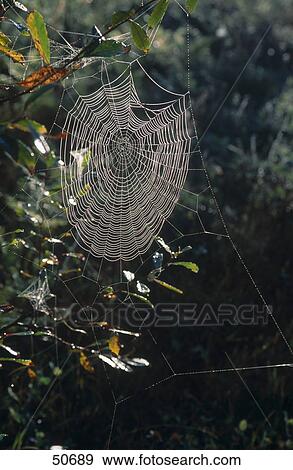 Close-up of spider web, Canada, North America View Large Photo Image Stock Photo - Close-up of spider web, Canada, North America . Fotosearch