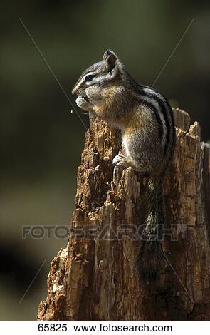 Close-up of squirrel on tree stump, Yellowstone National Park, Wyoming, USA View Large Photo Image Stock Photography - Close-up of squirrel on tree stump, Yellowstone National Park, Wyoming, USA . Fotosearch