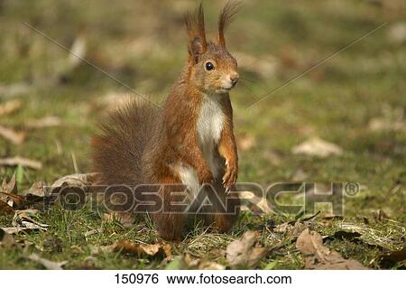 Stock Photograph - Close-up of squirrel . Fotosearch