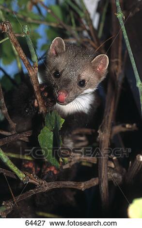 Close-up of steinmarder on branch View Large Photo Image Stock Photo - Close-up of steinmarder on branch . Fotosearch