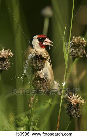 Stock Photograph - Close-up of Stieglitz (Carduelis carduelis) bird perching on flower . Fotosearch