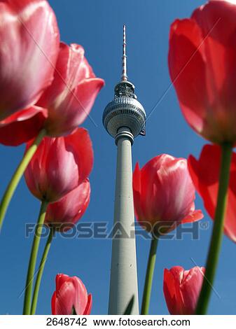 Close-up of tulip flowers with communication tower in background, Berlin Radio Tower, Berlin, Germany View Large Photo Image Stock Image - Close-up of tulip flowers with communication tower in background, Berlin Radio Tower, Berlin, Germany . Fotosearch