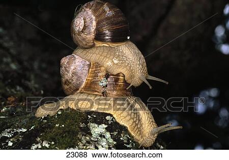 Stock Photo - Close-up of two Burgundy snails (Helix Pomatia) mating . Fotosearch