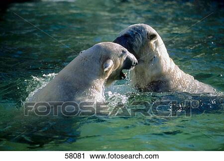 Close-up of two polar bears playing in water View Large Photo Image Stock Image - Close-up of two polar bears playing in water . Fotosearch