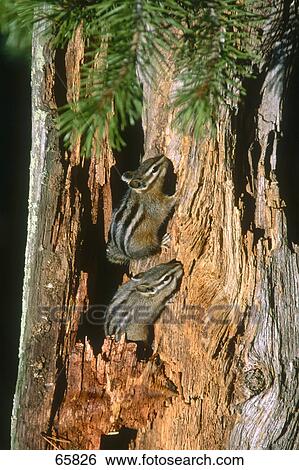 Close-up of two squirrels making holes on tree trunk, Yellowstone National Park, Wyoming, USA View Large Photo Image Stock Photograph - Close-up of two squirrels making holes on tree trunk, Yellowstone National Park, Wyoming, USA . Fotosearch