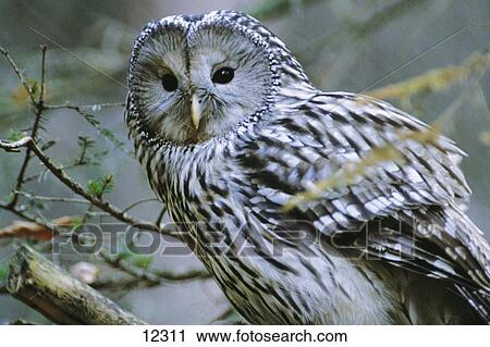Stock Image - Close-up of Ural Owl (Strix uralensis), Bavarian Forest National Park, Bavaria, Germany . Fotosearch