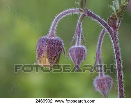 Close-up of Water Avens (Geum rivale) flowers View Large Photo Image Stock Image - Close-up of Water Avens (Geum rivale) flowers . Fotosearch