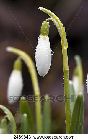 Close-up of waterdrops on snowdrop flower View Large Photo Image Stock Image - Close-up of waterdrops on snowdrop flower . Fotosearch
