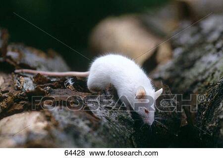 Stock Photo - Close-up of white mouse on rock . Fotosearch