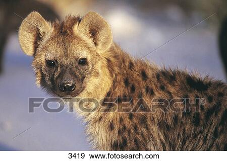 Close-up young hyena (Crocuta crocuta) in forest, Etosha National Park, Namibia View Large Photo Image Stock Photo - Close-up young hyena (Crocuta crocuta) in forest, Etosha National Park, Namibia . Fotosearch