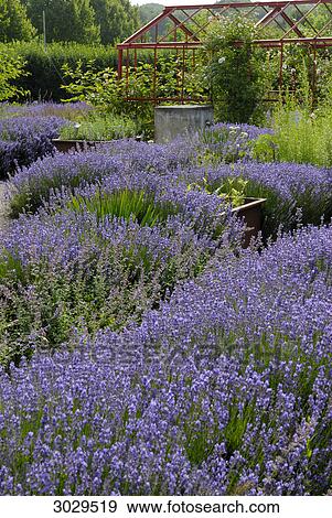 Stock Photo - Common lavender (Lavandula angustifolia) blooming in a garden . Fotosearch