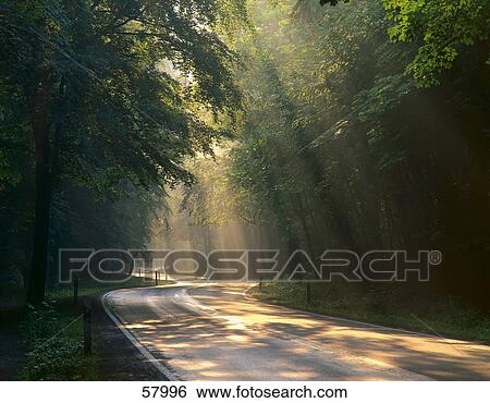 Stock Photograph - Country road and trees . Fotosearch