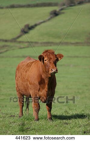 Stock Image - Cow standing in field . Fotosearch