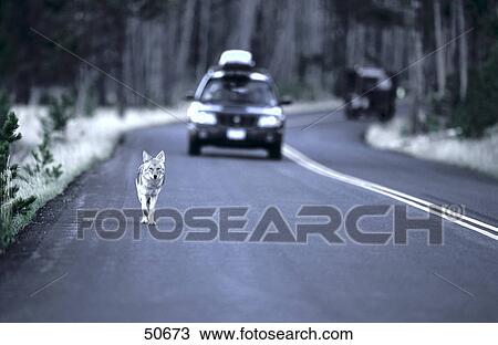 Coyote (Canis latrans) running on road with car in background, Jasper National Park, Alberta, Canada View Large Photo Image Stock Image - Coyote (Canis latrans) running on road with car in background, Jasper National Park, Alberta, Canada . Fotosearch