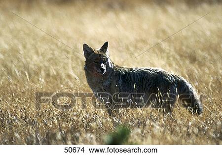 Picture - Coyote (Canis latrans) standing in field, Jasper National Park, Alberta, Canada . Fotosearch