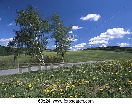 Picture - Dandelion flowers along street, Odenwald, Germany . Fotosearch