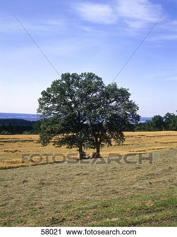 Stock Image - Deciduous trees in cornfield under cloudy sky . Fotosearch