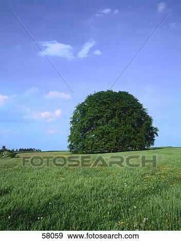 Stock Photo - Deciduous trees on a rural landscape . Fotosearch