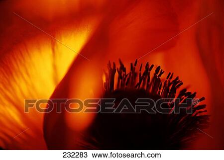 Stock Image - Detail of Corn Poppy (Papaver rhoeas) seed . Fotosearch