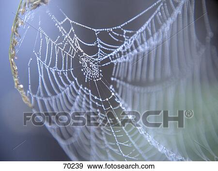 Dew drops on spider web, Sweden View Large Photo Image Stock Photo - Dew drops on spider web, Sweden . Fotosearch