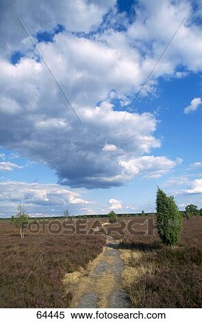 Stock Photography - Dirt road running through a rural landscape, Luneburg Heath, Lower Saxony, Germany . Fotosearch