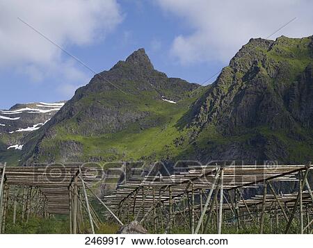Stock Photo - Dried fish frames in field, Moskenesoya, Lofoten, Nordland County, Norway . Fotosearch