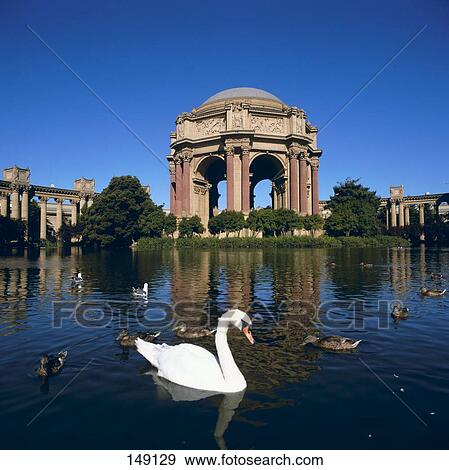 Ducks swimming in pond, Palace Of Fine Arts, San Francisco, California, USA View Large Photo Image Stock Photo - Ducks swimming in pond, Palace Of Fine Arts, San Francisco, California, USA . Fotosearch