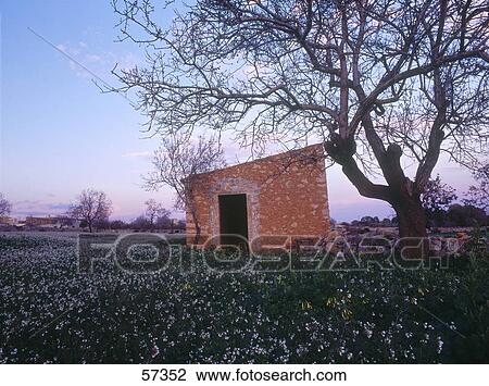 Stock Image - Dwelling in a field, Balearic Islands, Mallorca, Balearic Islands, Spain . Fotosearch