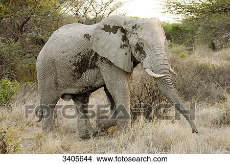 Picture - Elephant, Loxodonta africana, Shaba National Park, Kenya . Fotosearch