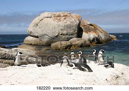 Stock Image - Emperor Penguins (Aptenodytes forsteri) on beach . Fotosearch