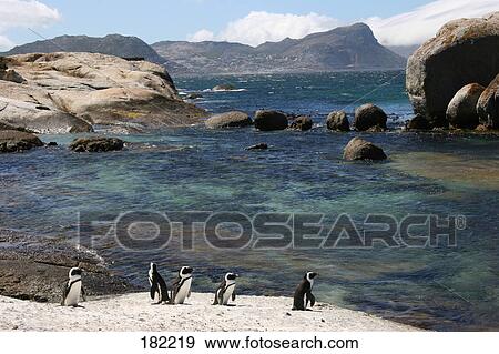 Stock Photo - Emperor Penguins (Aptenodytes forsteri) on beach . Fotosearch
