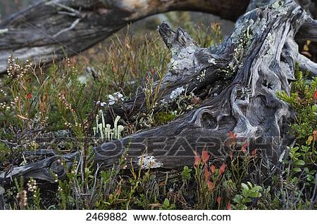 Stock Image - Fallen tree and flowers in field, Norway . Fotosearch