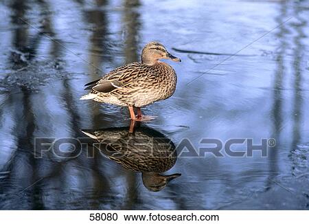 Stock Image - Female duck standing in water . Fotosearch