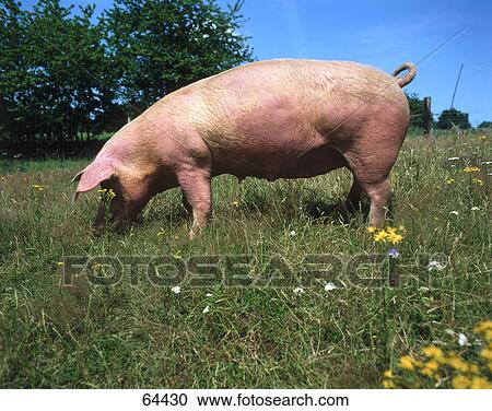 Female pig foraging in field View Large Photo Image Stock Image - Female pig foraging in field . Fotosearch