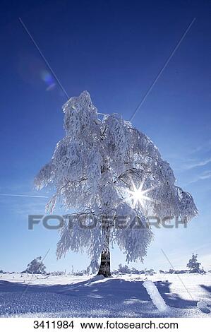 Picture - Fir trees covered with snow, Black Forest, Baden-Wuerttemberg, Germany, Europe . Fotosearch