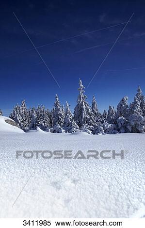 Fir trees covered with snow, Black Forest, Baden-Wuerttemberg, Germany, Europe View Large Photo Image Stock Photography - Fir trees covered with snow, Black Forest, Baden-Wuerttemberg, Germany, Europe . Fotosearch