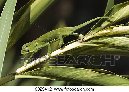 Stock Image - Flap-necked Chameleon (Chamaeleo dilepis), Kenya, Africa, close-up . Fotosearch