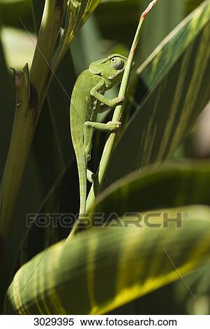 Flap-necked Chameleon (Chamaeleo dilepis), Kenya, Africa, close-up View Large Photo Image Stock Photography - Flap-necked Chameleon (Chamaeleo dilepis), Kenya, Africa, close-up . Fotosearch