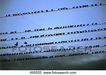 Stock Image - Flock of birds perching on power cables . Fotosearch