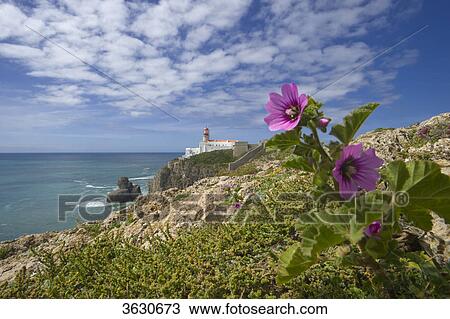 Stock Image - Flower and lighthouse at the Cabo de Sao Vicente, Algarve, Portugal . Fotosearch