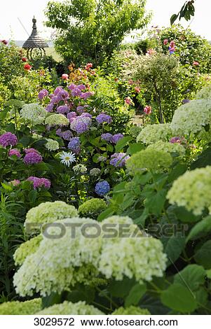 flower garden View Large Photo Image Stock Image - flower garden . Fotosearch