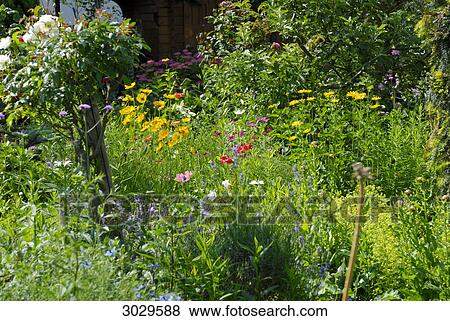 flower garden View Large Photo Image Stock Photo - flower garden . Fotosearch
