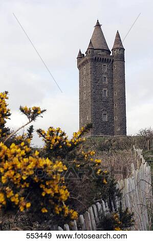 Stock Photo - Flowers with tower in background, Scrabo Tower, Newtownards, County Down, Ireland . Fotosearch
