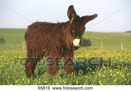Stock Photo - Foal of Poitou donkey standing in field . Fotosearch