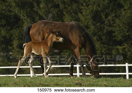 Stock Photography - Foal with horse grazing in field . Fotosearch