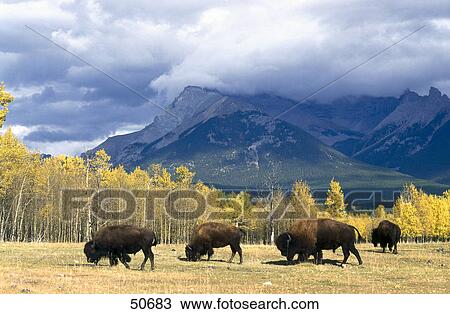 Four American bison (Bison bison) walking in field, Jasper National Park, Alberta, Canada View Large Photo Image Stock Image - Four American bison (Bison bison) walking in field, Jasper National Park, Alberta, Canada . Fotosearch
