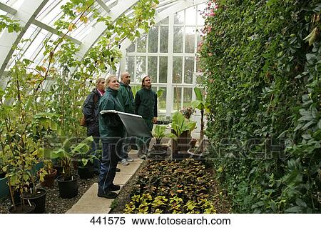 Four people standing inside greenhouse View Large Photo Image Stock Photography - Four people standing inside greenhouse . Fotosearch